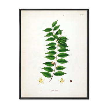 Ancient London Plants VI 12 in x 20 in Framed Painting Canvas Art Print, by Designart