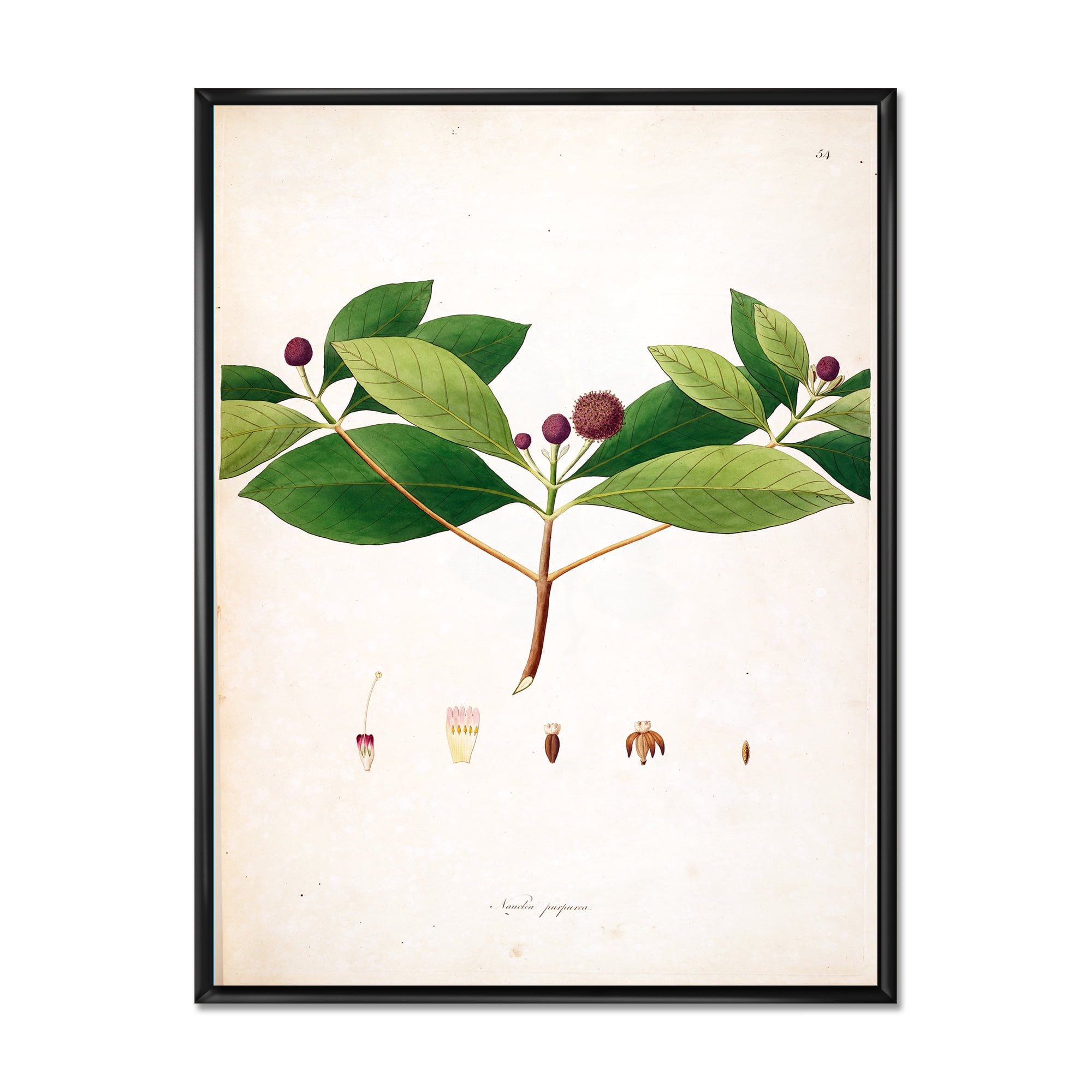 Ancient London Plants X 24 in x 32 in Framed Painting Canvas Art Print, by Designart