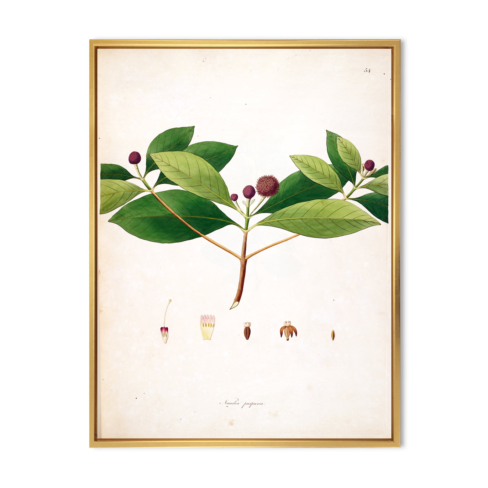 Ancient London Plants X 30 in x 40 in Framed Painting Canvas Art Print, by Designart
