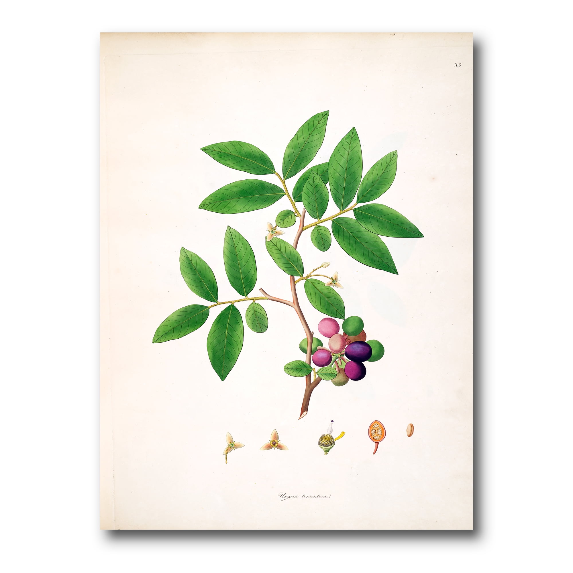 Ancient London Plants XI 12 in x 8 in Painting Canvas Art Print, by Designart