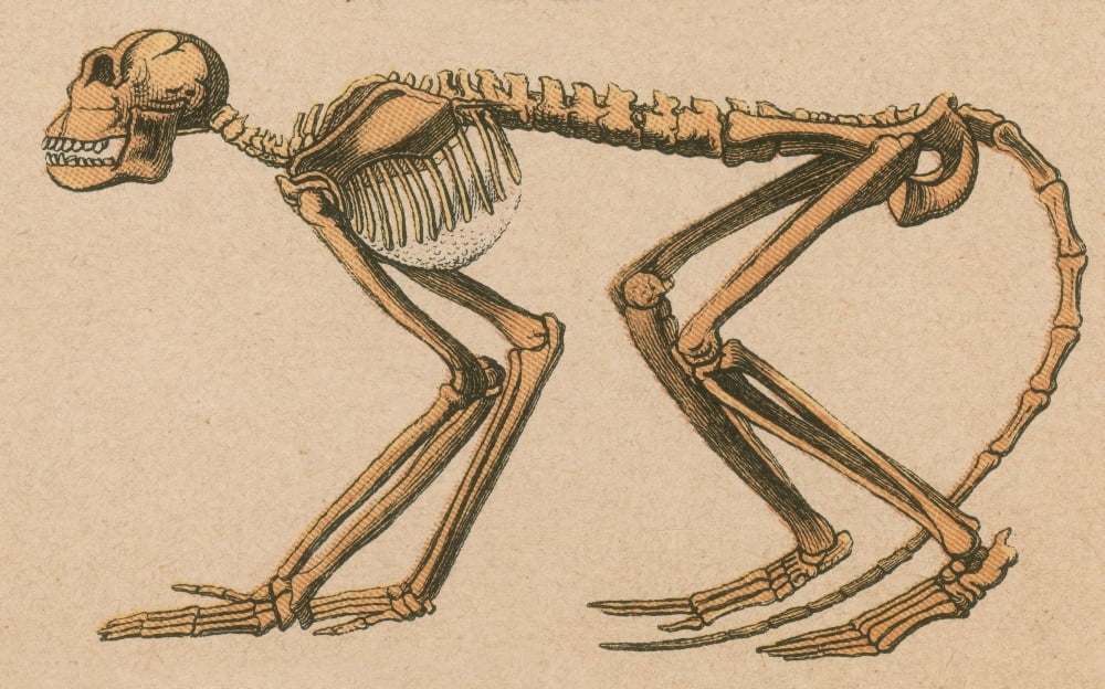Mesopithecus Monkey Ancient Monkey, Mesopithecus pentelicus Poster Print by Science Source ...