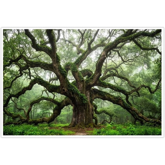 Ancient Oak Tree Wall Art Mossy Forest Nature Landscape Green Canvas Print