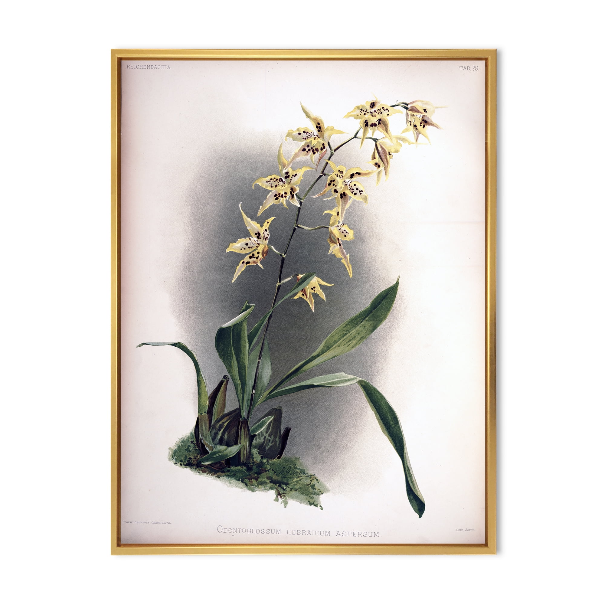 Ancient Orchid Flower 24 in x 32 in Framed Painting Canvas Art Print, by Designart