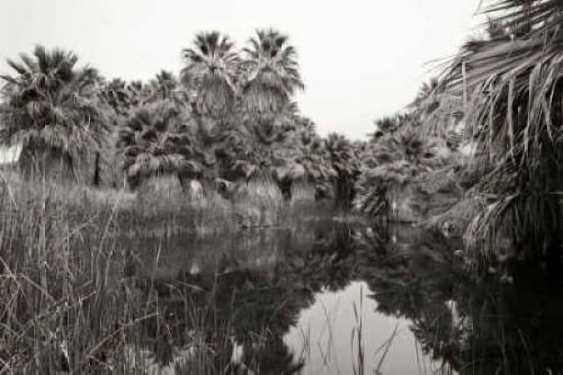 Ancient Palms I Canvas Art - Rita Crane (20 x 28)