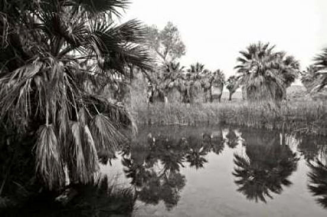 Ancient Palms II Canvas Art - Rita Crane (20 x 28)