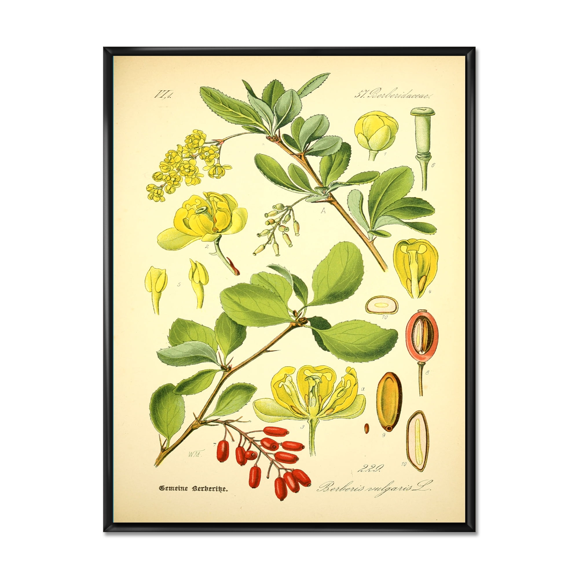 Ancient Plant Life II 30 in x 40 in Framed Painting Canvas Art Print, by Designart
