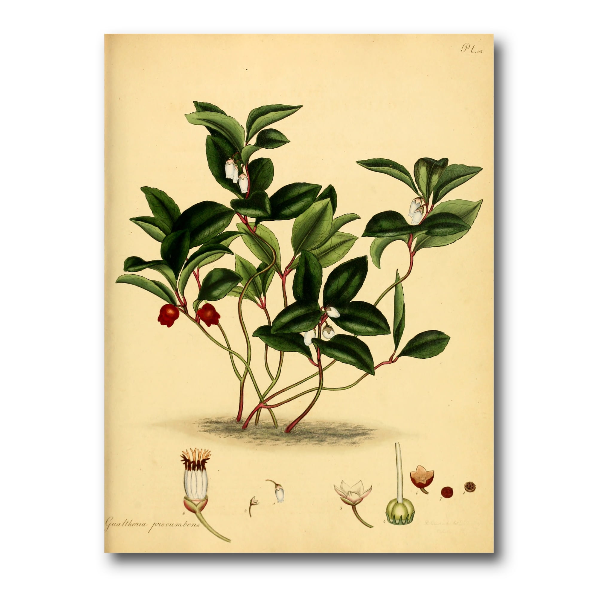 Ancient Plant Life III 12 in x 8 in Painting Canvas Art Print, by Designart