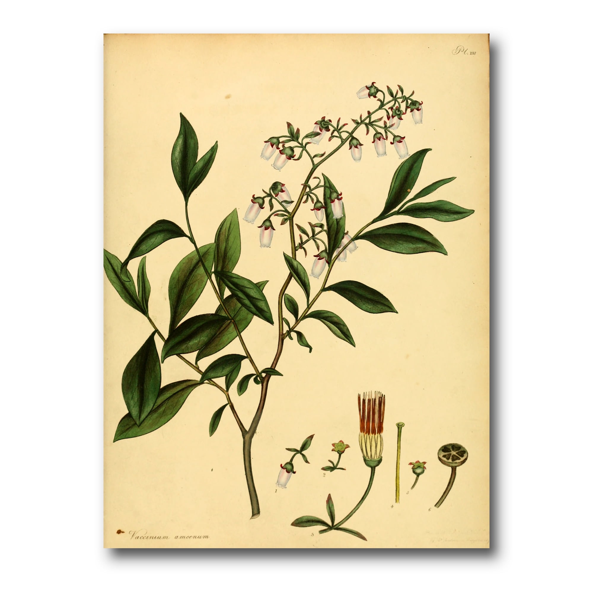 Ancient Plant Life V 8 in x 12 in Painting Canvas Art Print, by Designart