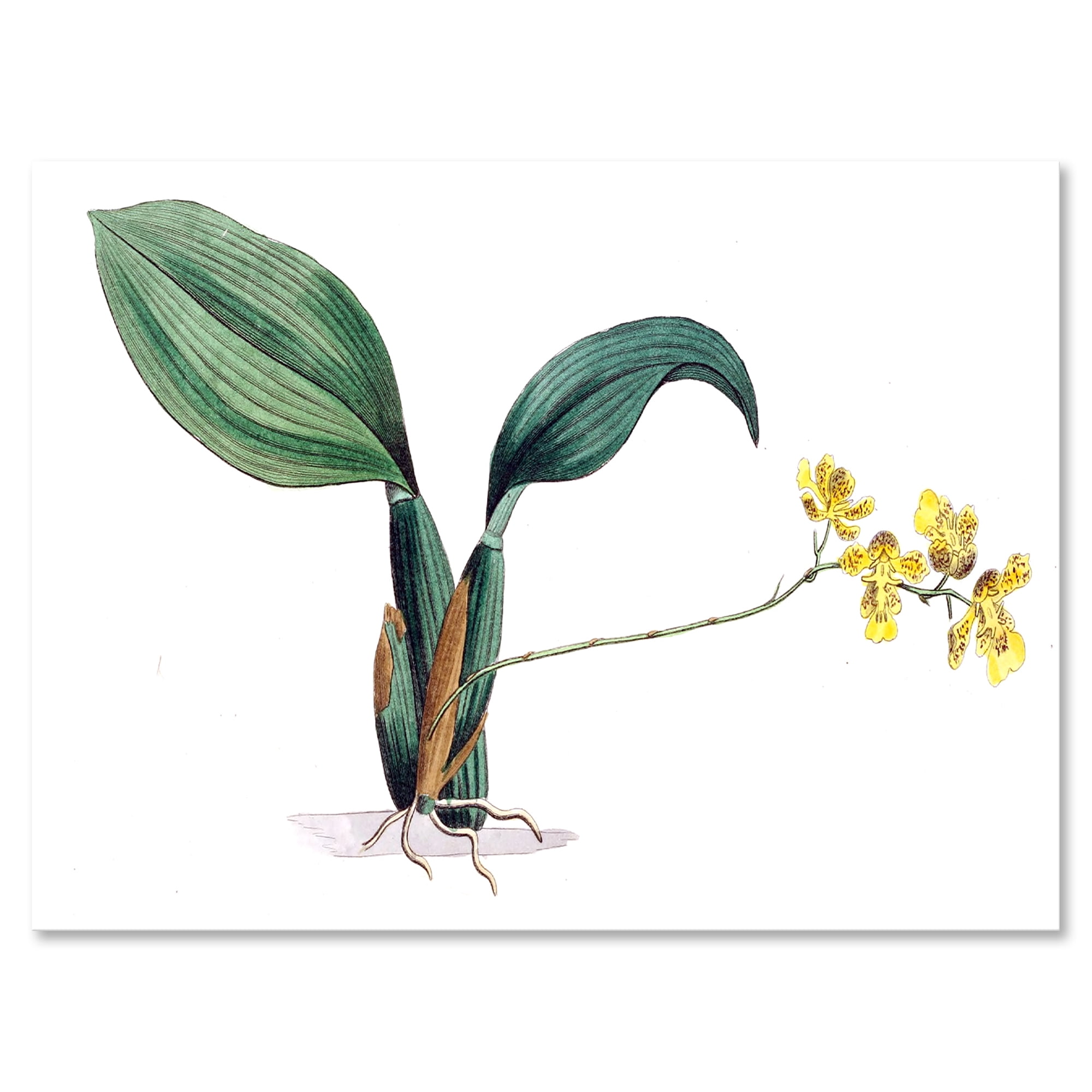 Ancient Plant Life VI 12 in x 8 in Painting Canvas Art Print, by Designart