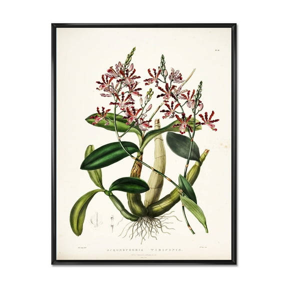 Ancient Plant Life VII 12 in x 20 in Framed Painting Canvas Art Print, by Designart