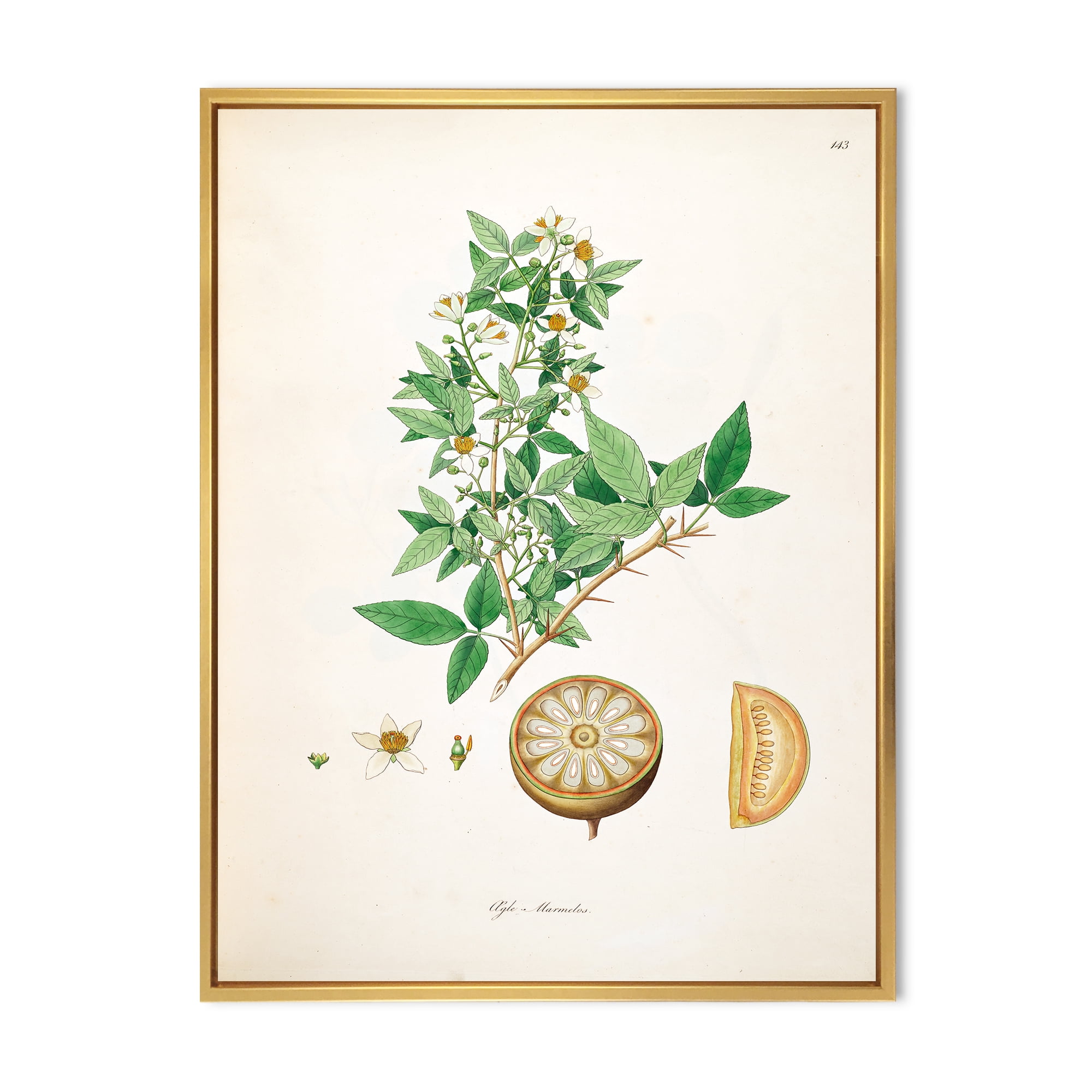 Ancient Plant Life X 24 in x 32 in Framed Painting Canvas Art Print, by Designart