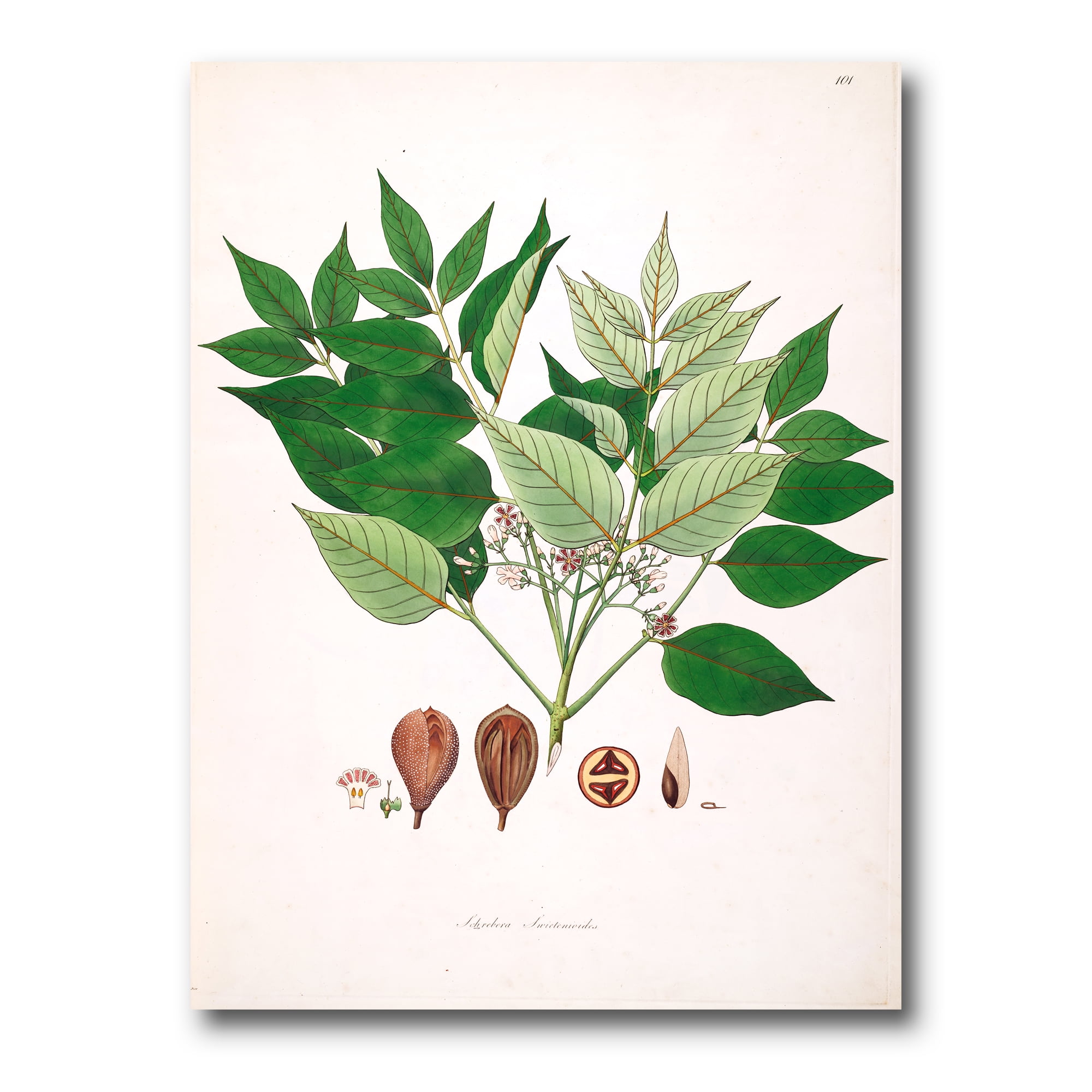 Ancient Plant Life XII 12 in x 8 in Painting Canvas Art Print, by Designart