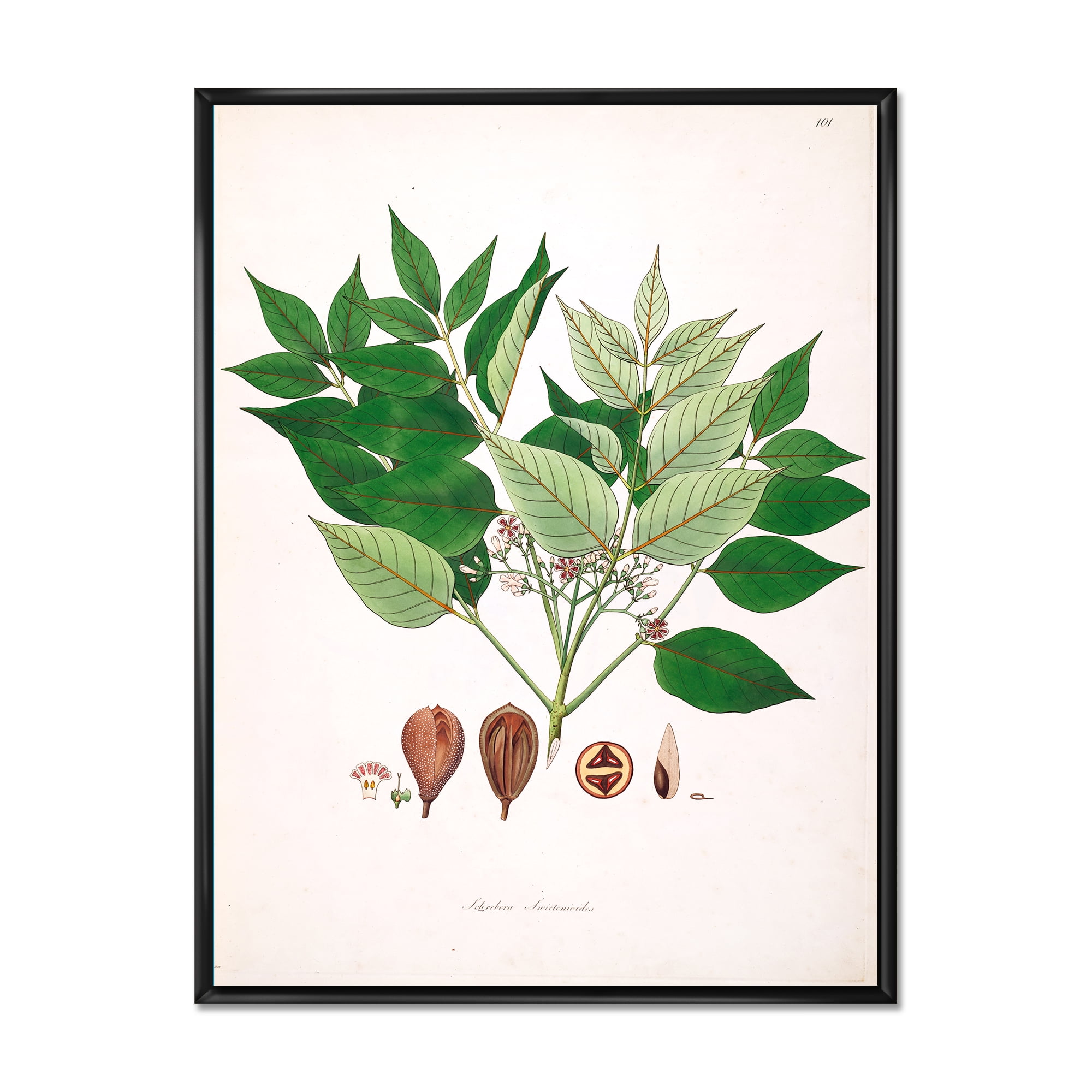 Ancient Plant Life XII 16 in x 32 in Framed Painting Canvas Art Print, by Designart