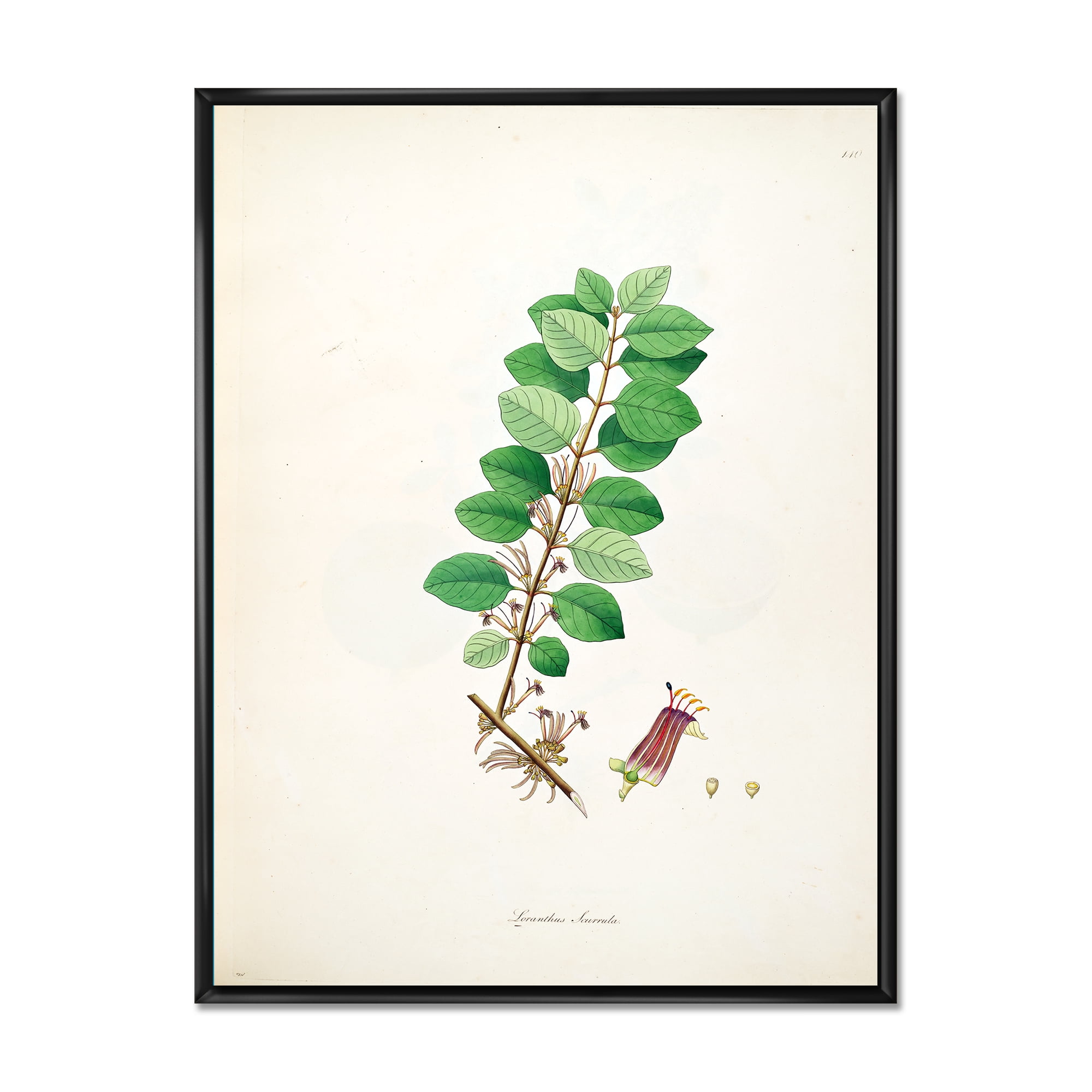 Ancient Plant Life XVII 16 in x 32 in Framed Painting Canvas Art Print, by Designart