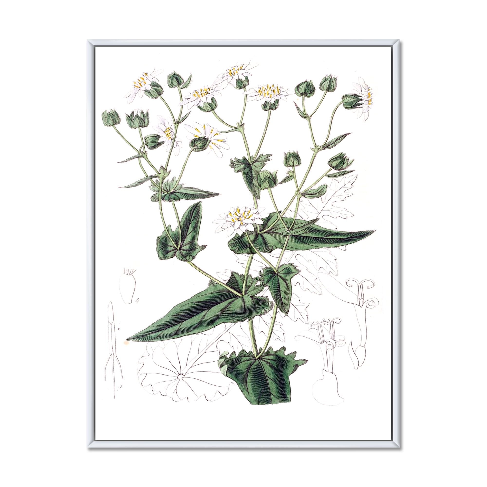 Ancient Plant Life XXII 16 in x 32 in Framed Painting Canvas Art Print, by Designart
