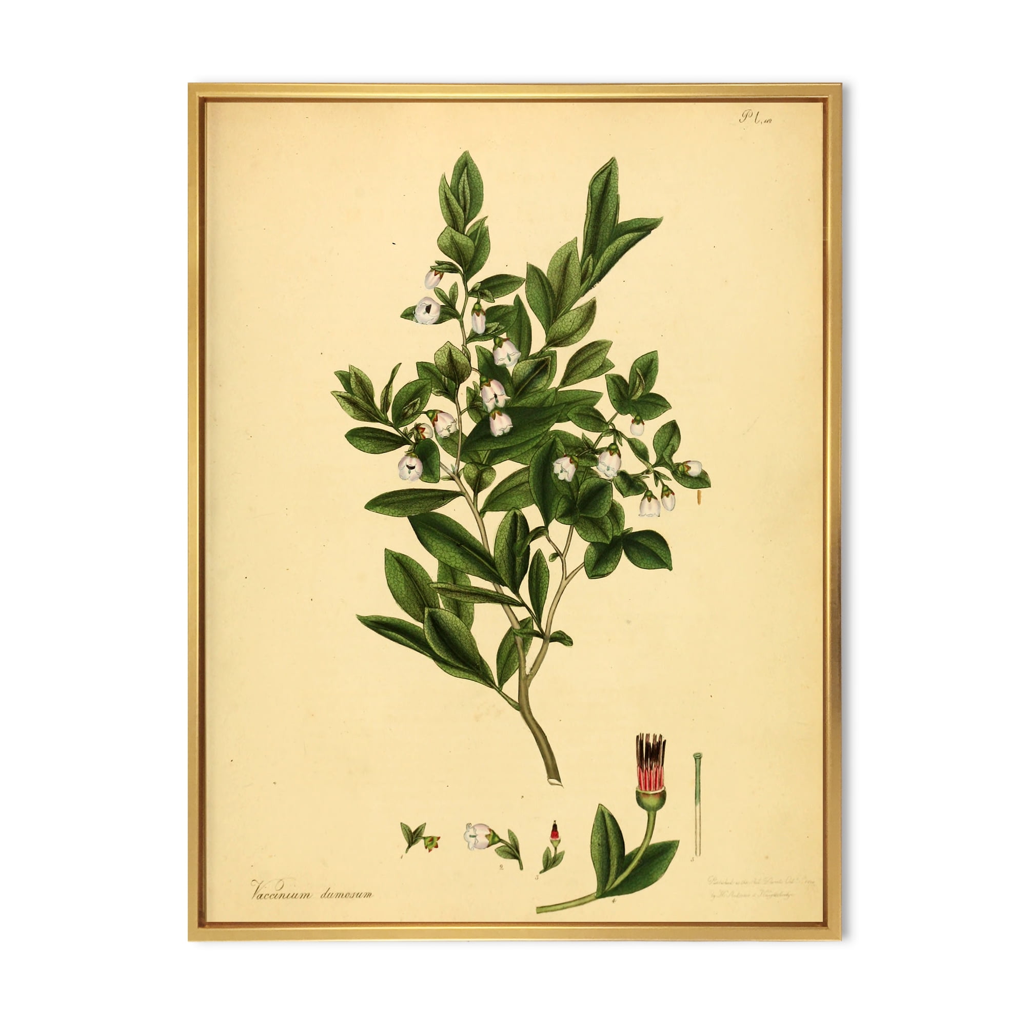 Ancient Plant Life XXV 12 in x 20 in Framed Painting Canvas Art Print, by Designart