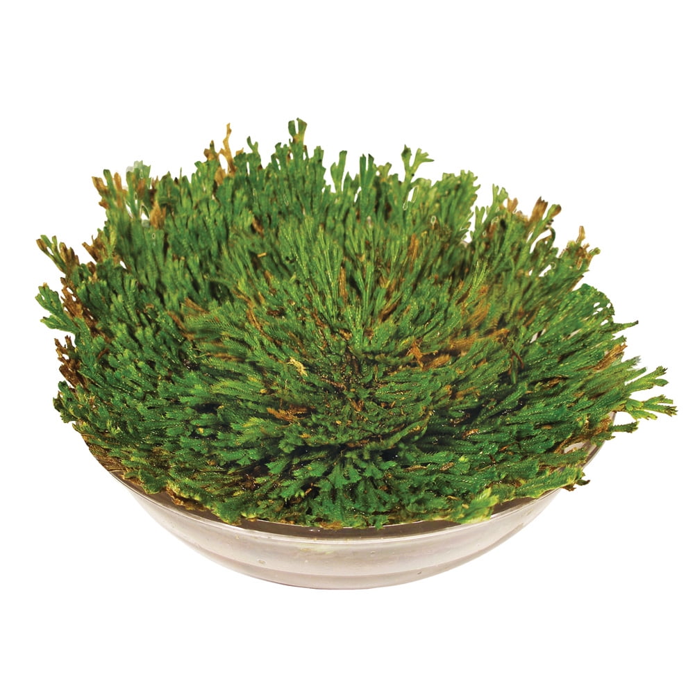 Everlasting Evergreen Resurrection Plant in Clear Bowl