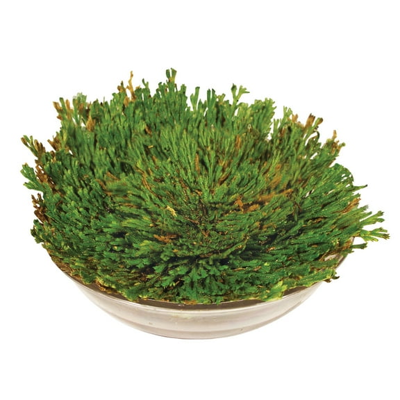 Ancient Resurrection Plant - An Everlasting Evergreen That Keeps Coming Back to Life - Grows in One Day - Last Up to 50 Years