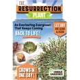 thumbnail image 1 of Ancient Resurrection Plant - An Everlasting Evergreen That Keeps Coming Back to Life - Grows in One Day - Last Up to 50 Years, 1 of 3