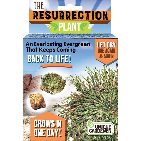 Ancient Resurrection Plant - An Everlasting Evergreen That Keeps Coming Back to Life - Grows in One Day - Last Up to 50 Years