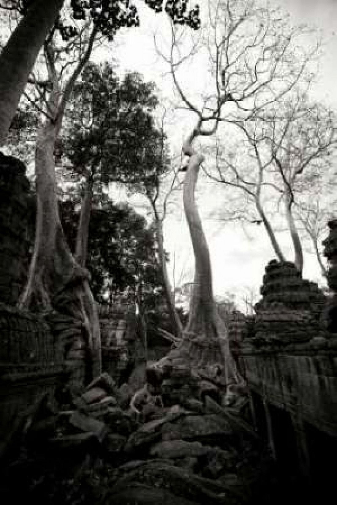 Ancient Ta Prohm I Canvas Art - Erin Berzel (24 x 36)