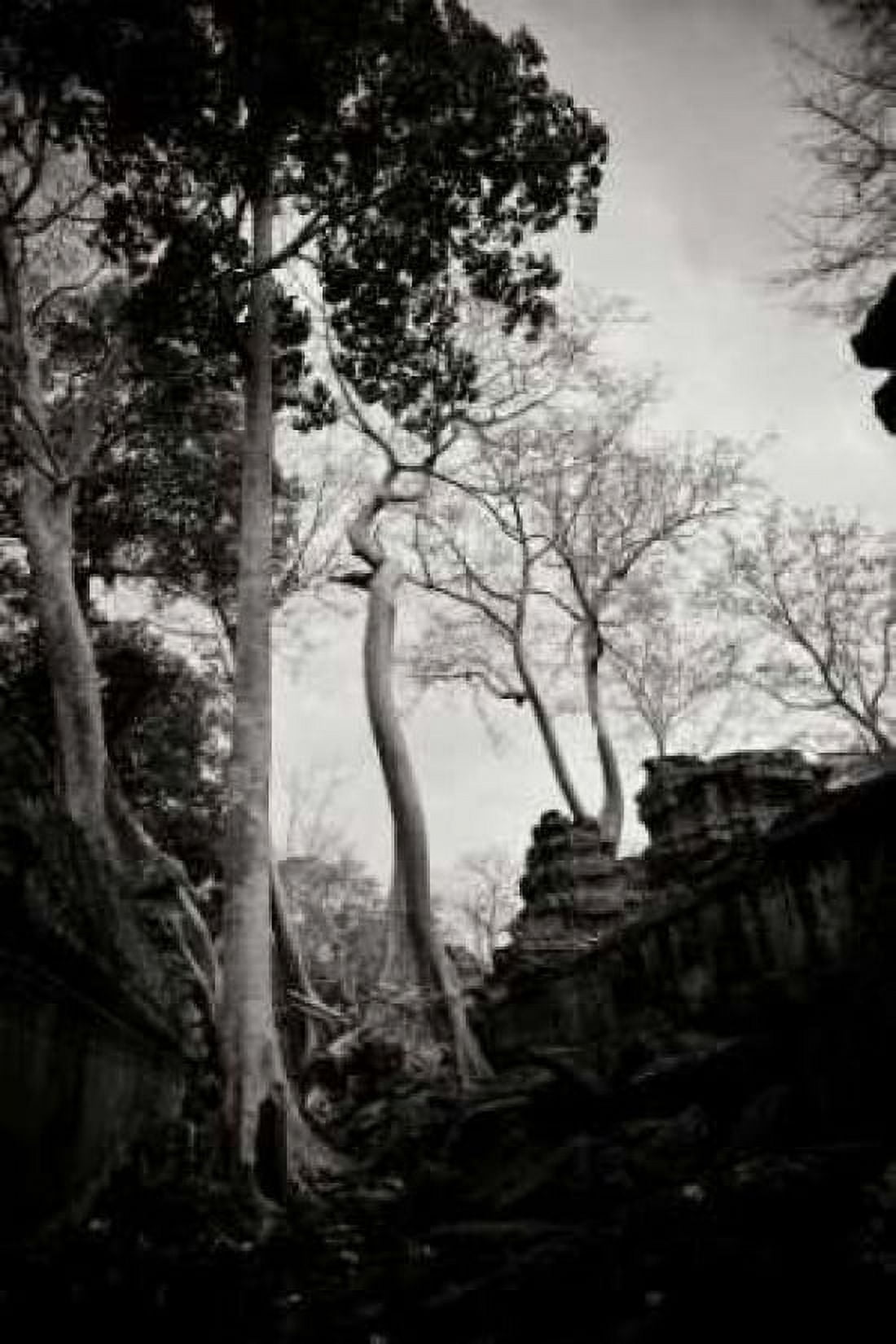 Ancient Ta Prohm II Canvas Art - Erin Berzel (12 x 18)