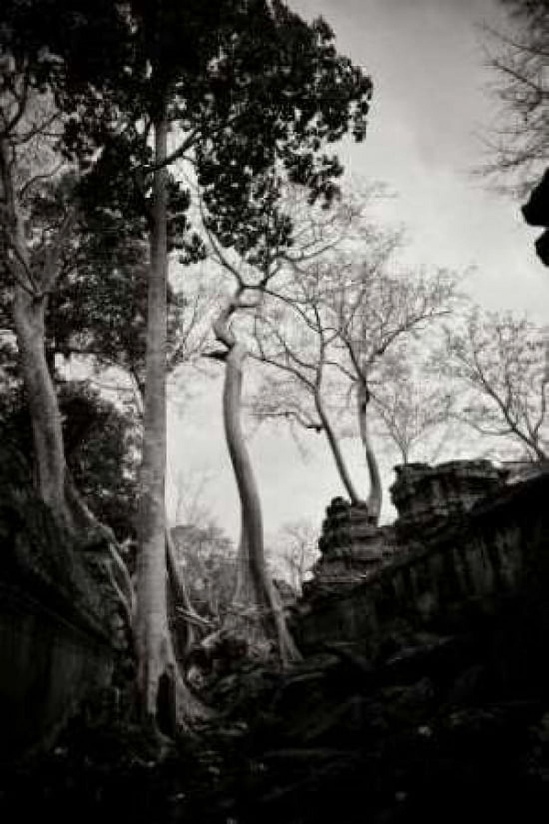 Ancient Ta Prohm II Canvas Art - Erin Berzel (24 x 36)