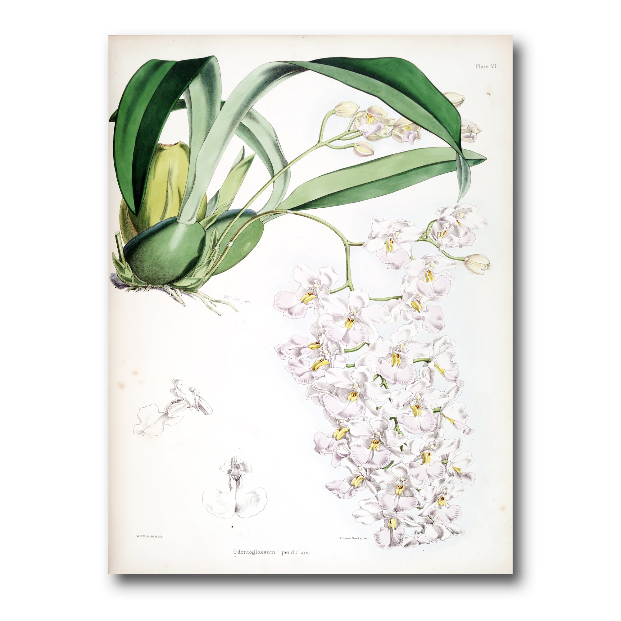 Ancient White Orchid II 24 in x 32 in Painting Canvas Art Print, by Designart