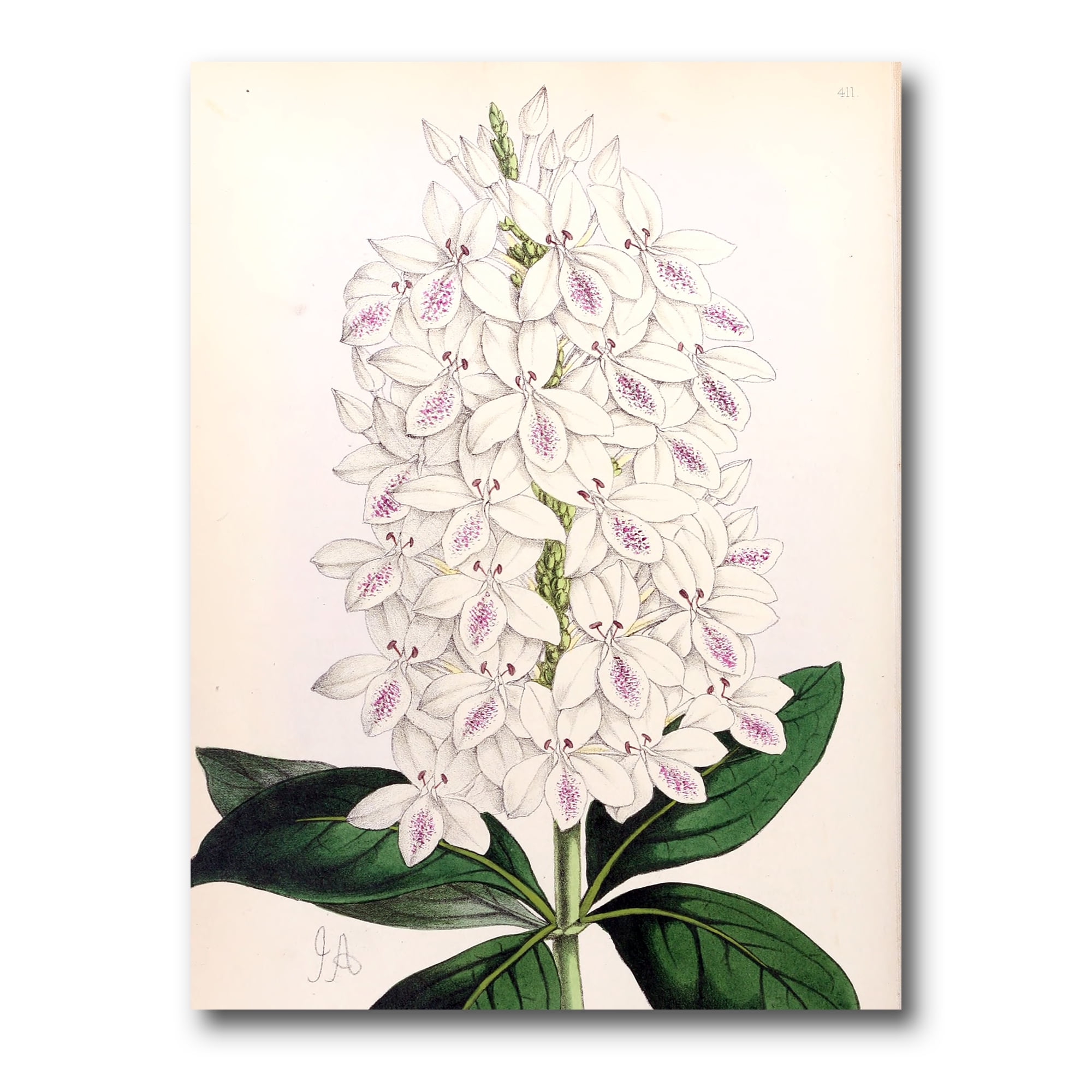Ancient White Orchid III 24 in x 32 in Painting Canvas Art Print, by Designart