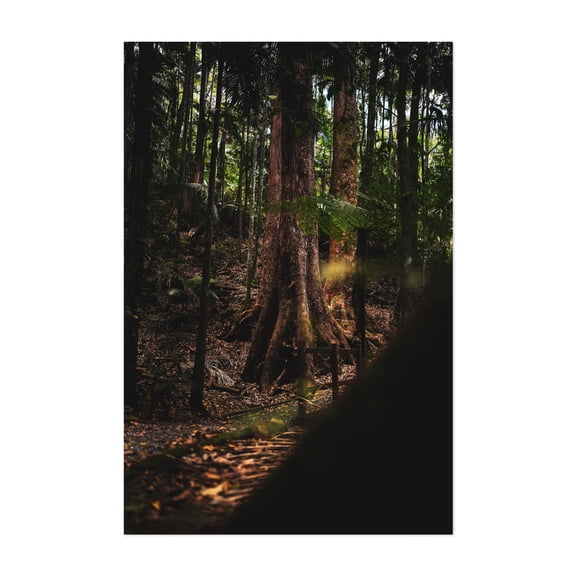 Ancient one - Photography Forest Nature Woods Woodland Tropical Scenic Wilderness Unframed Wall Art Print 8 x 12 inches