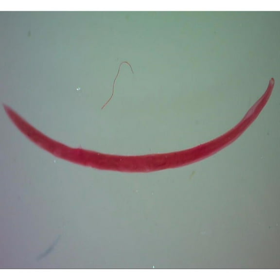 Ancylostoma Caninum Female Slide, W.M.