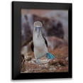 thumbnail image 1 of And Wei, Siyu 19x24 Black Modern Framed Museum Art Print Titled - Blue-Footed Booby, 1 of 5