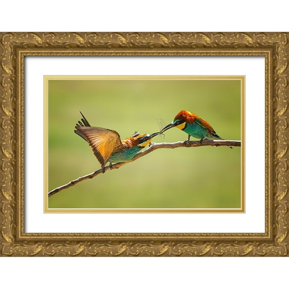 And Wei, Siyu 32x23 Gold Ornate Wood Framed with Double Matting Museum Art Print Titled - Bee-Eaters Interaction