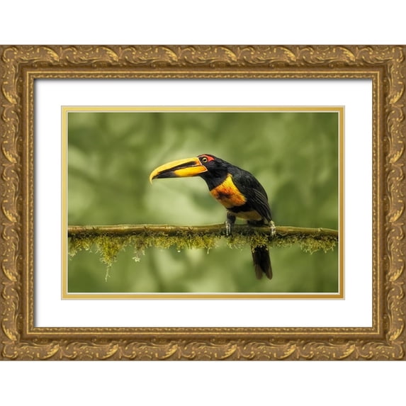 And Wei, Siyu 32x23 Gold Ornate Wood Framed with Double Matting Museum Art Print Titled - Crimson-Rumped Toucan