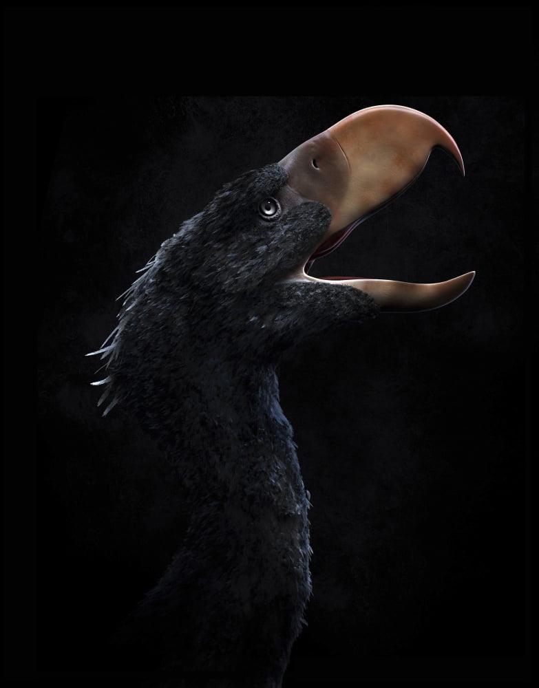 Andalgalornis steulleti a flightless predatory bird Canvas Art - Christian MasnaghettiStocktrek Images (13 x 16)
