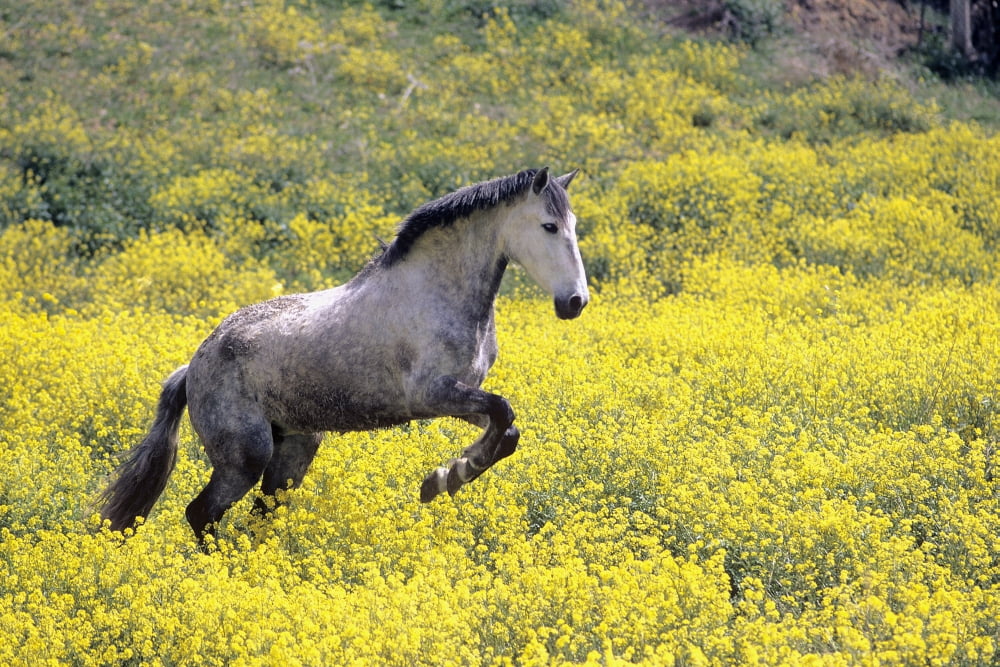 Andalucian Horse Canvas Art - Michael Thornton Design Pics (17 x 11)