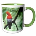 thumbnail image 1 of 3drose, Andean Cock-of-the-rock Bird, Andes, Peru - Sa17 Ksc0057 - Kevin Schafer, 15oz Two-tone Green Mug, 1 of 6