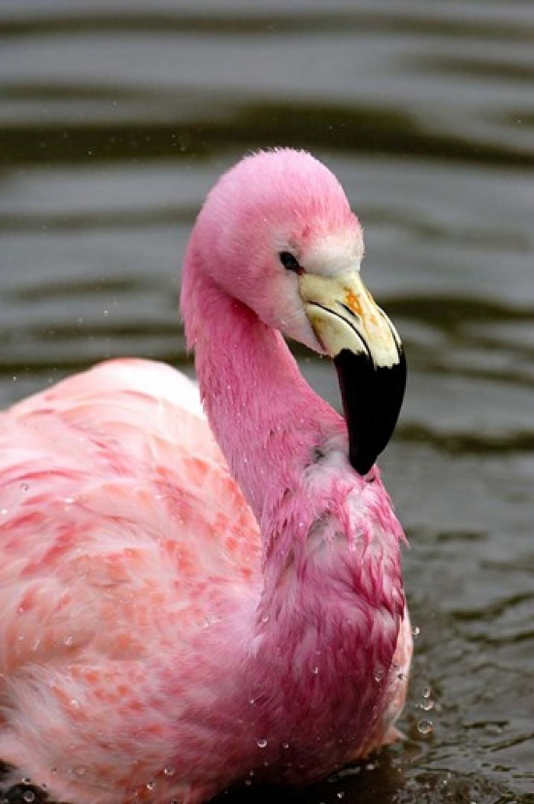 Andean Flamingo Tropical Bird England Canvas Art - Pete Oxford DanitaDelimont (25 x 38)