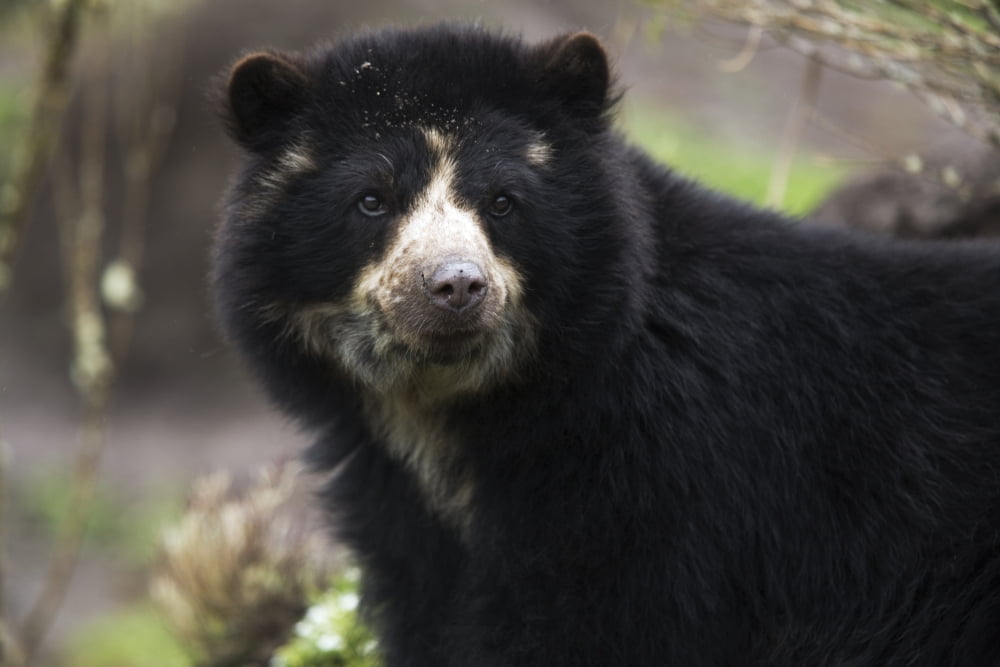 Andean Or Spectacled Bear Tremarctos Ornatus Imbabura Province Ecuador Canvas Art - Philippe Henry  Design Pics (17 x 11)