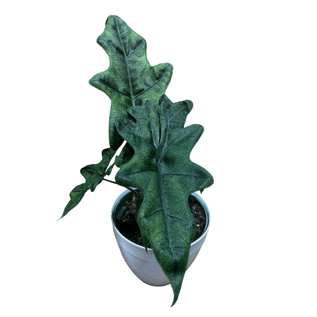 Andersen Farms Alocasia Jacklyn Live Indoor/Outdoor Plant in Deco Pot 6 ...