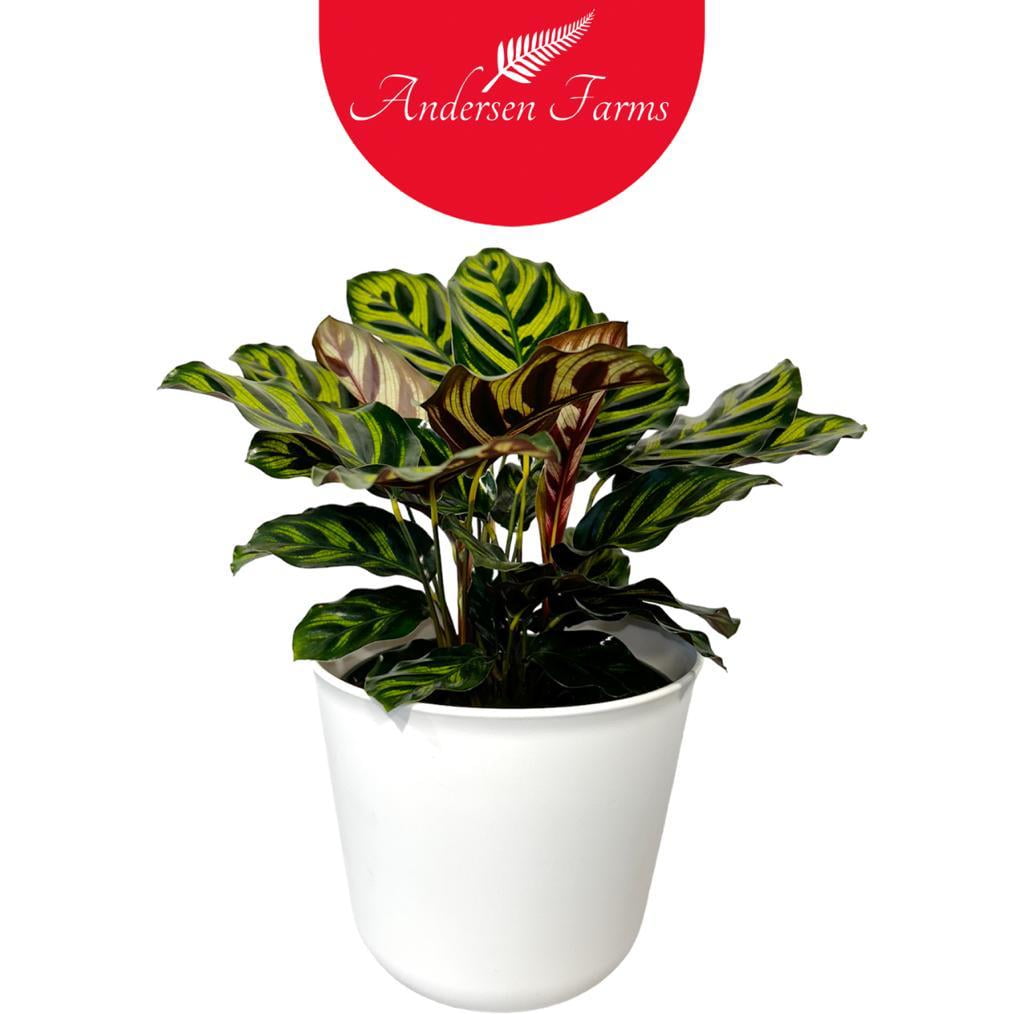 Andersen Farms Calathea Makoyana Live Plant Indoor/Outdoor in 6 in