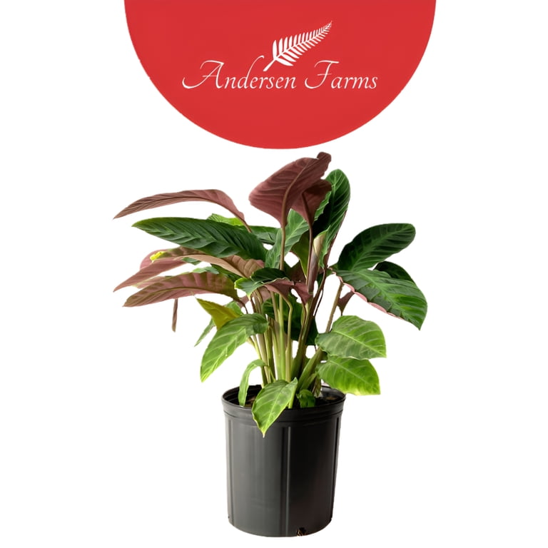 dracaena fragrans plant Dracaena Fragrans Ulysses  Adplants
