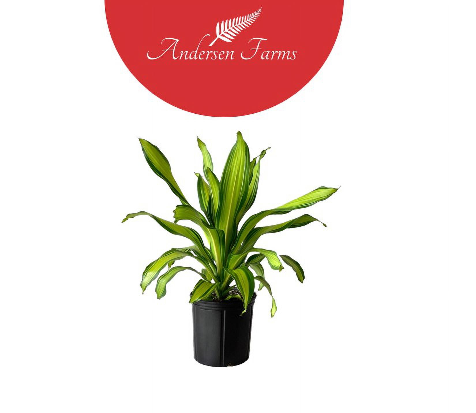 Andersen Farms Dracaena Golden Heart Live Plant Indoor/Outdoor in 10 in.  Grower Pot - Walmart Business Supplies