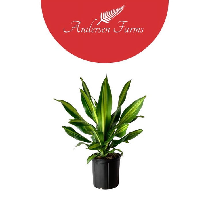 lucky money tree Monnar Baldemor | Lucky Money Tree