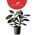 thumbnail image 1 of Andersen Farms Ficus Burgundy Live Plant Indoor/Outdoor in 10 in Plastic Grower Pot, 1 of 4