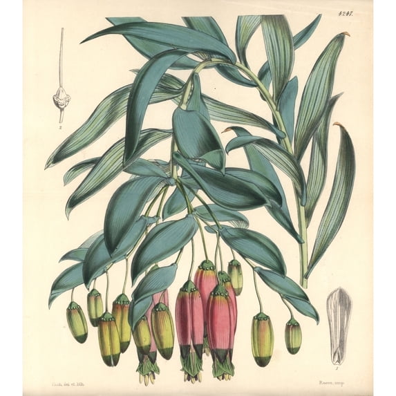 Andinamarc Collania, Bomarea Andimarcana Poster Print By ® Florilegius Mary Evans (24 X 36)