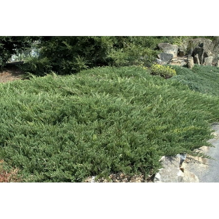 Andorra Compacta Juniper - 60 Live Plants - Drought Tolerant Cold Hardy Evergreen Ground Cover