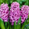 thumbnail image 1 of Andorra Fragrant Hyacinth Flower Bulbs - 6 Bulbs per Pack - Pleasantly Scented - Deer Resistant - Grows Well In Containers - Naturalizing - Perennializing - Easy to Grow Live Plants - Outdoor Garden, 1 of 6