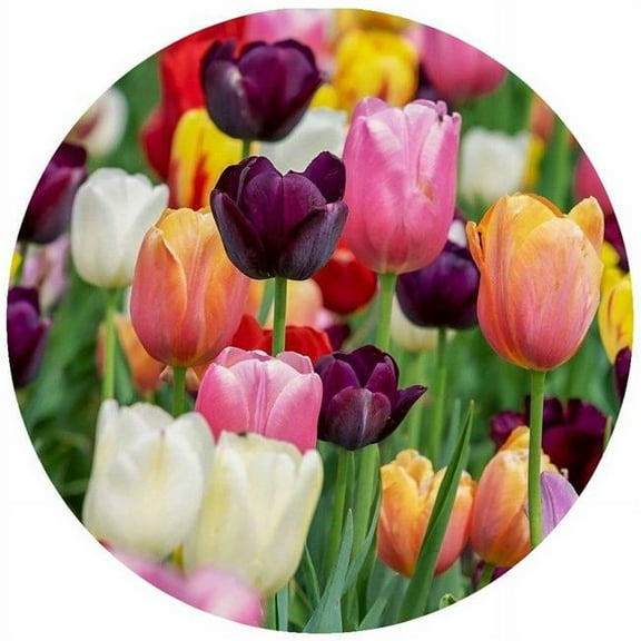 Andreas JO-MT Multi-Colored Tulips Jar Opener
