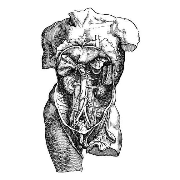 Andreas Vesalius White Cover: Anatomy Notebook: Male Abdominal Cavity 2 - Andreas Vesalius Anatomy Art College Ruled Notebook 110 Pages (Paperback)